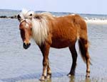 Shackleford  horse