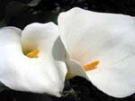 cala lily-photgraph