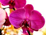 orchid